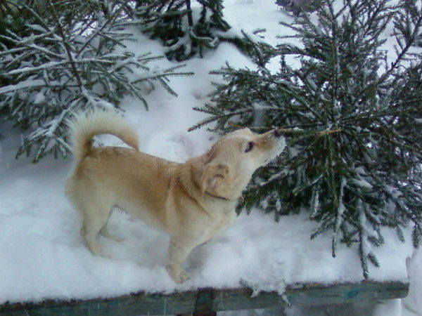 Сергей Иванович Алтындаев