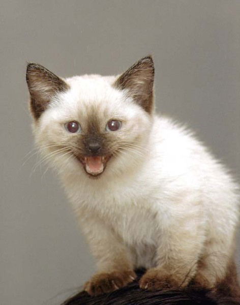 Наталья Стебловская