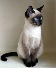 Алексей Ежов И Юлия Шифнер