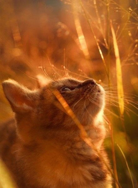 Елена Тихомирова