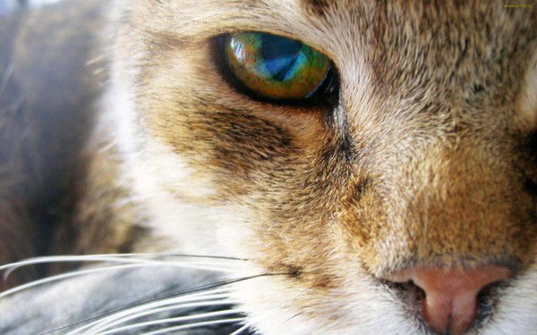 Ольга Кудинова