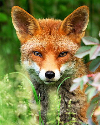 Смирнов Леонид