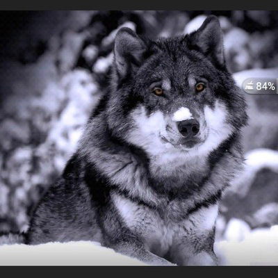 Максим Фёдоров