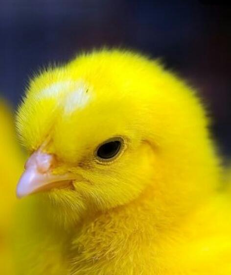 Вика-Viktoriya Хандажевская