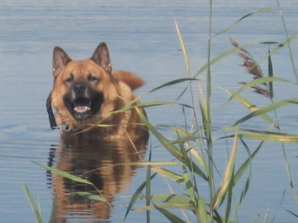 Танатар Жайман