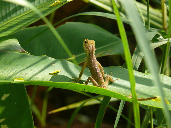 Ольга Клешкова