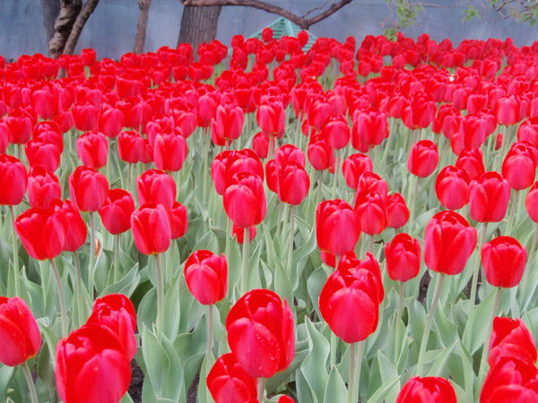 Елена Елена