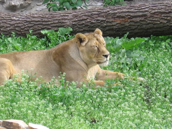 Светлана Громада