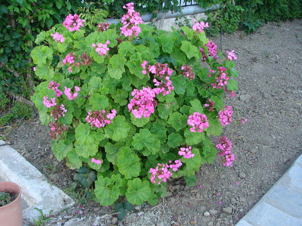 Наталия Строкова