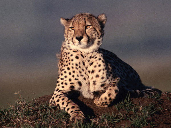 Алексей Ковтуненко