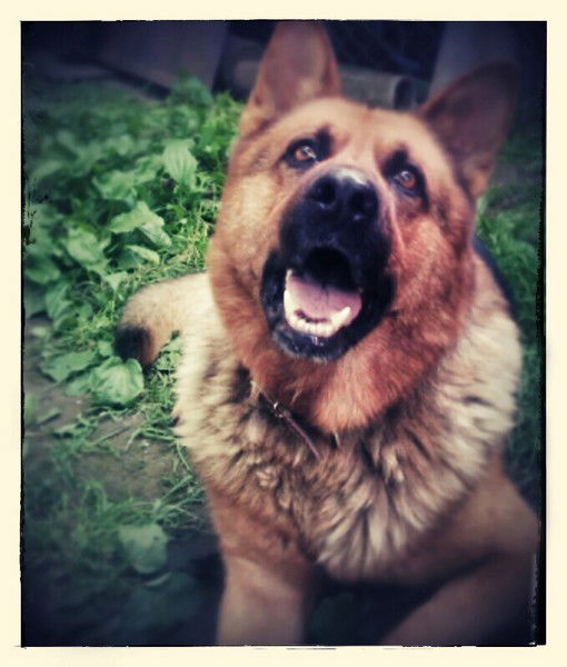 Андрей Доманов