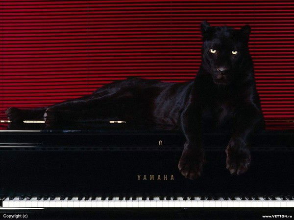 Елена Андрюхина