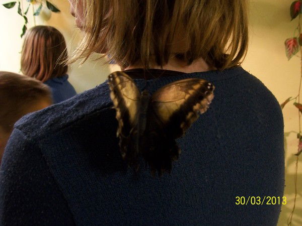 Даша Ластовка