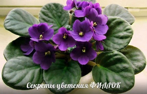 Айман Жумабаева