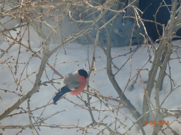 Надежда Ярошенко