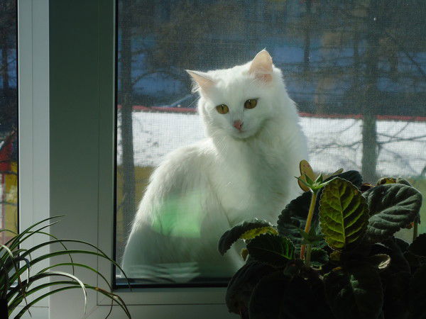 Ольга Мартынова