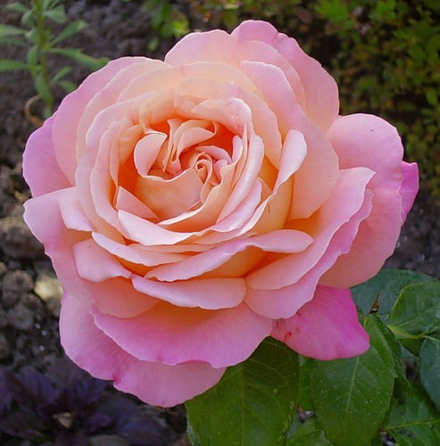 Елена Волкова