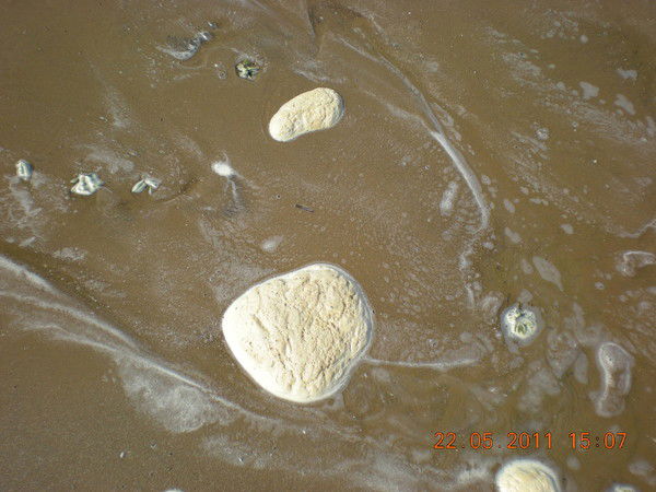 Алексей Нестеров