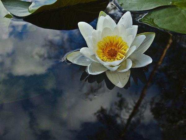 Галина Трифонова