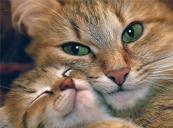 Татьяна Голуб