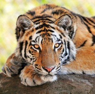 Виктор Викторович