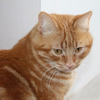 Валентина Лазарева