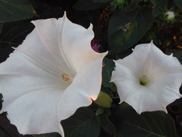 Диляра Халиуллина