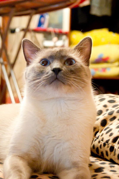 Неизвестно Неизвестно