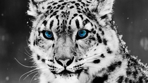 Людмила Максименко