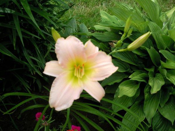 Гала Галага