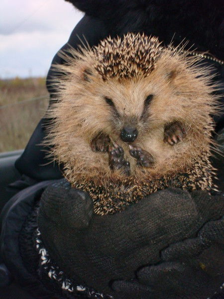 Светлана Нарышкина