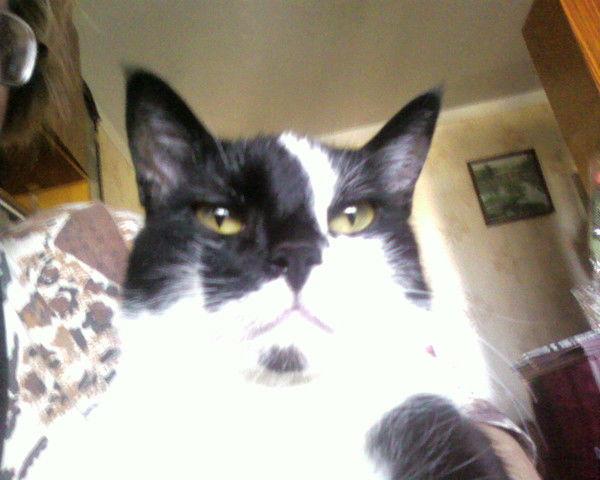 Саша Аблялимов