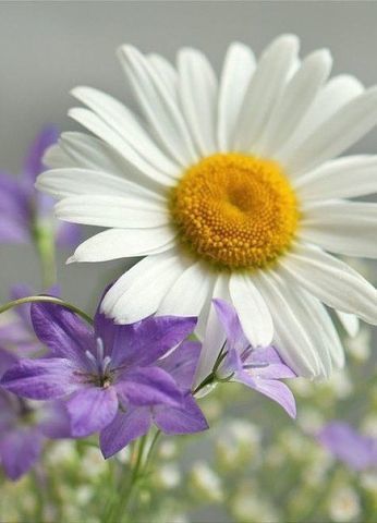 Елена Шаврина