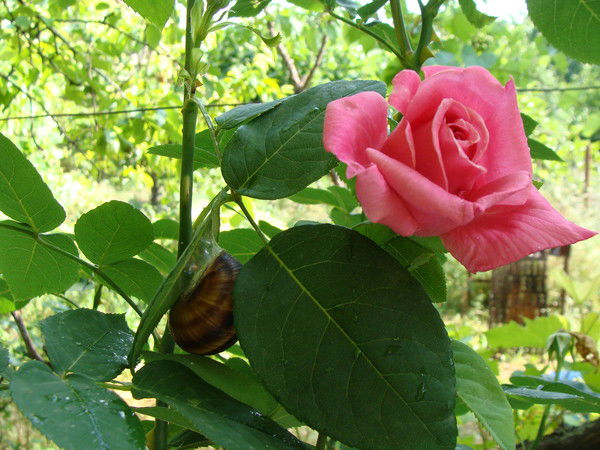 Наталия Гузнова