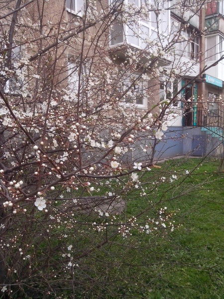 Юлия Комиссарук