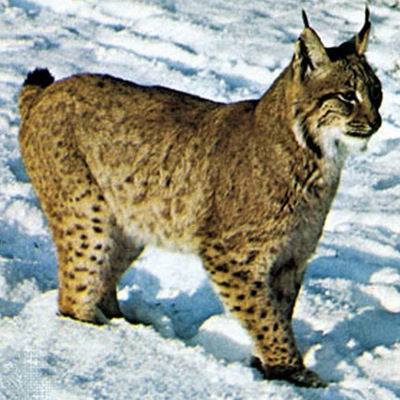 Иван Яковлев