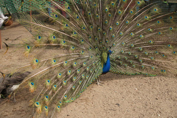 Виктория Комкова