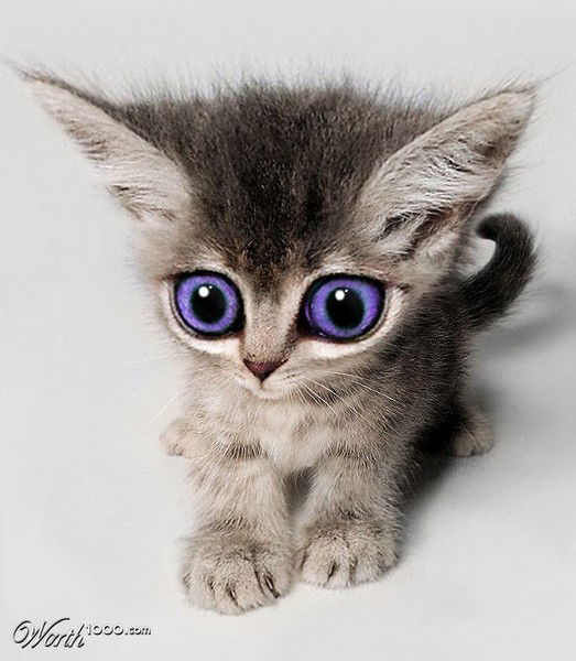 Дмитрий Новиков