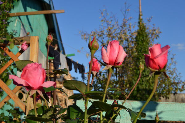 Лариса Михалева