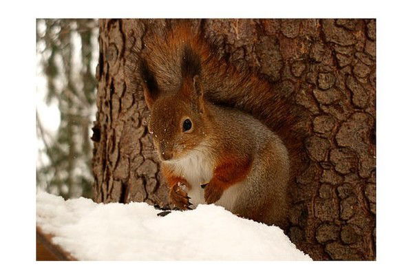 Яна Алексеева