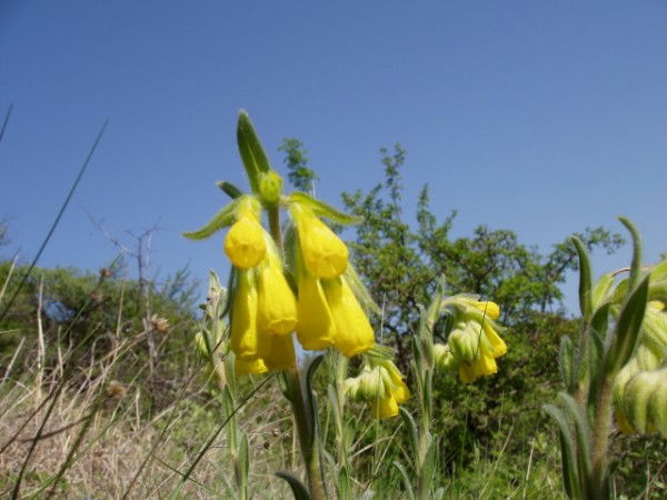 Ирина Патриот