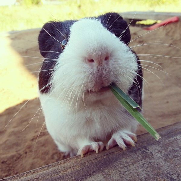 Елена Грачёва