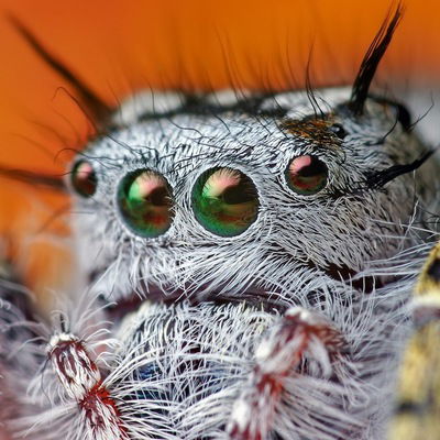 Виктор Шевчук