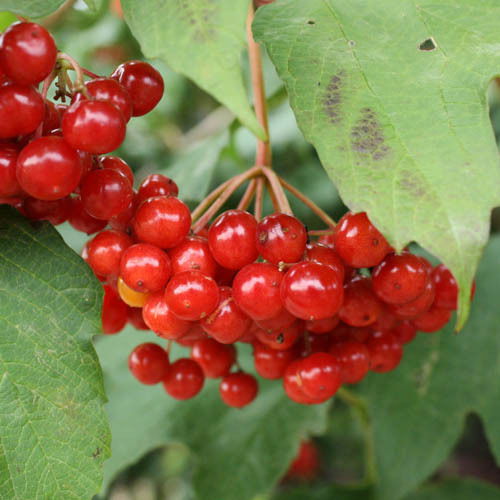 Управление Образования