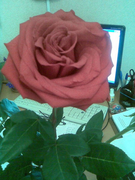 Светлана Сергеевна