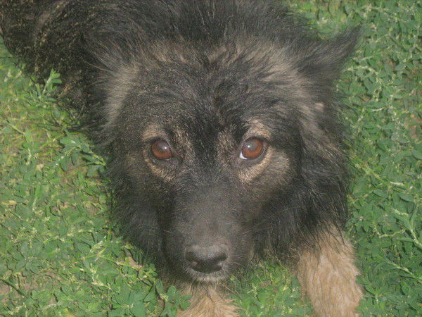 Ольга Дотиашвили