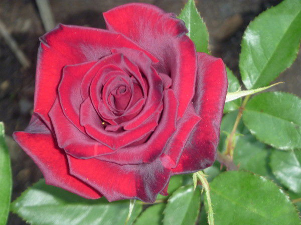 Борис Усанов