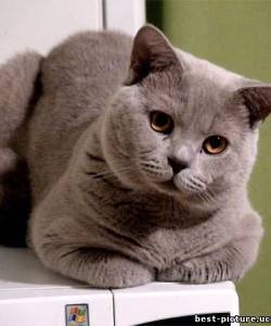 Мурзилка Котэ