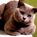 Мурзилка Котэ