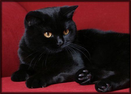 Елена Веремейчик